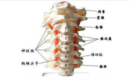 导致人们患上颈椎病的具体原因